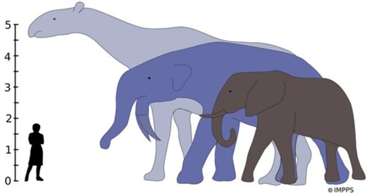 The largest land mammals that ever lived, Indricotherium and Deinotherium, would have towered over the living African Elephant, as shown in this diagram image provided by the journal Science.